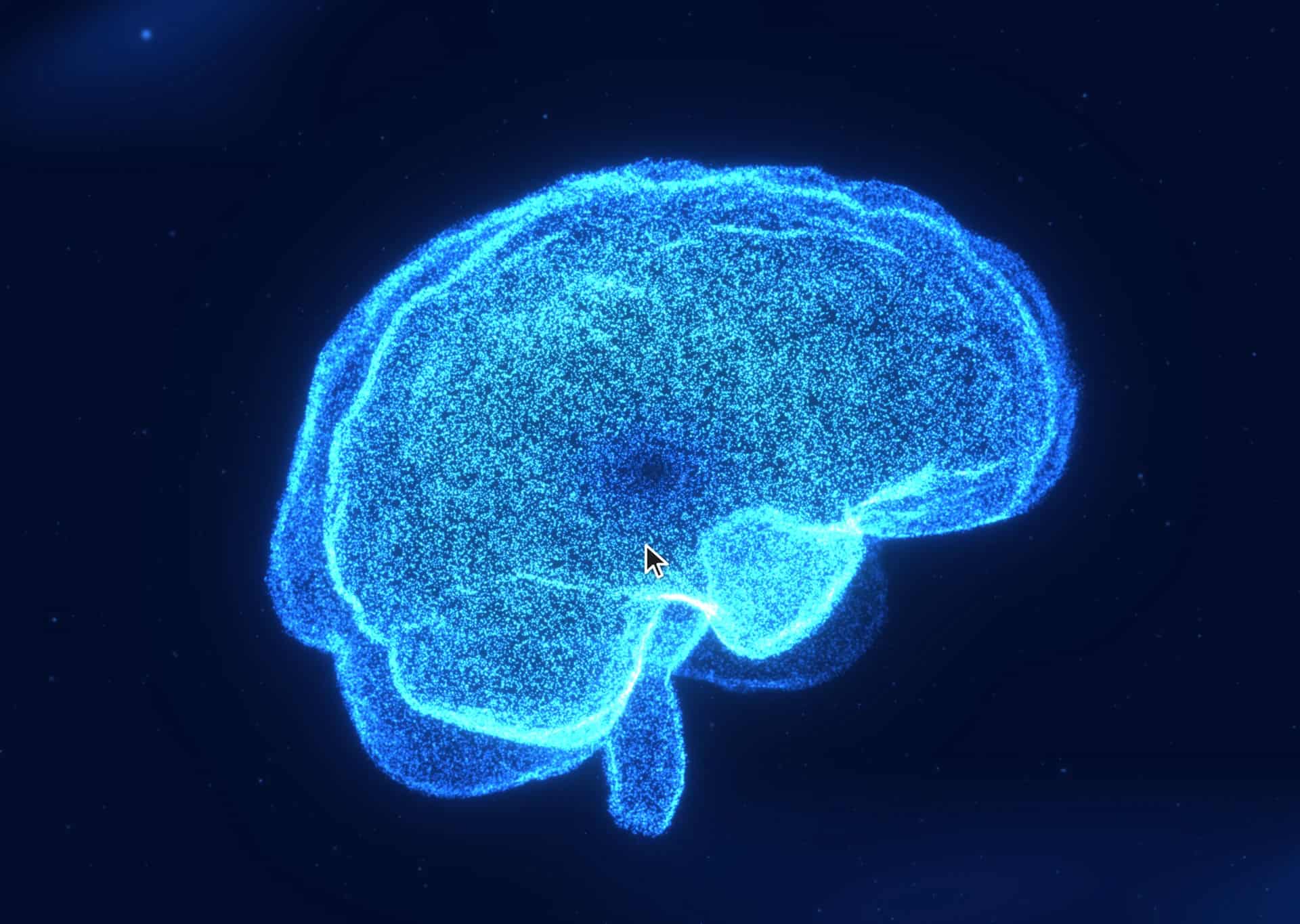 Brain