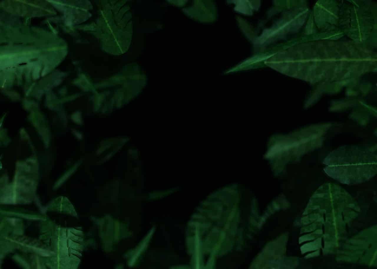Jungle Canopy 005