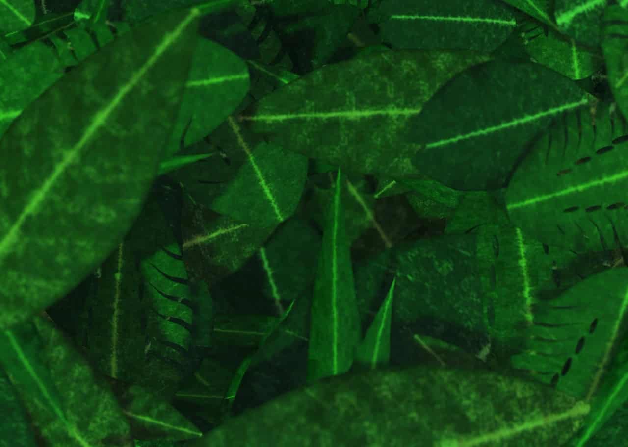 Jungle Canopy 008