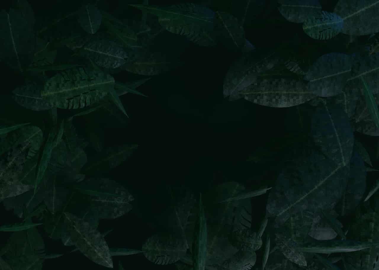 Jungle Canopy 003