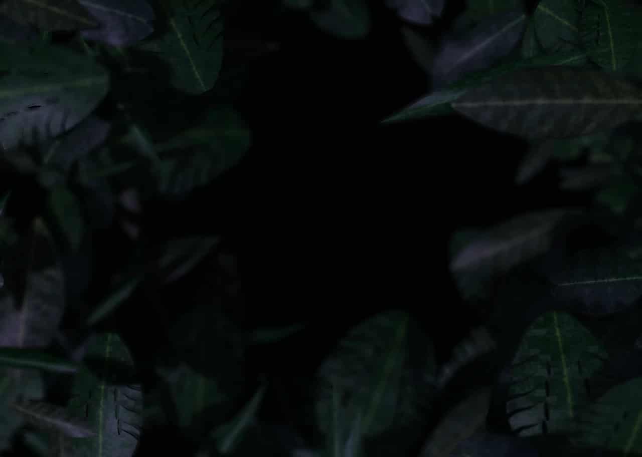 Jungle Canopy 006