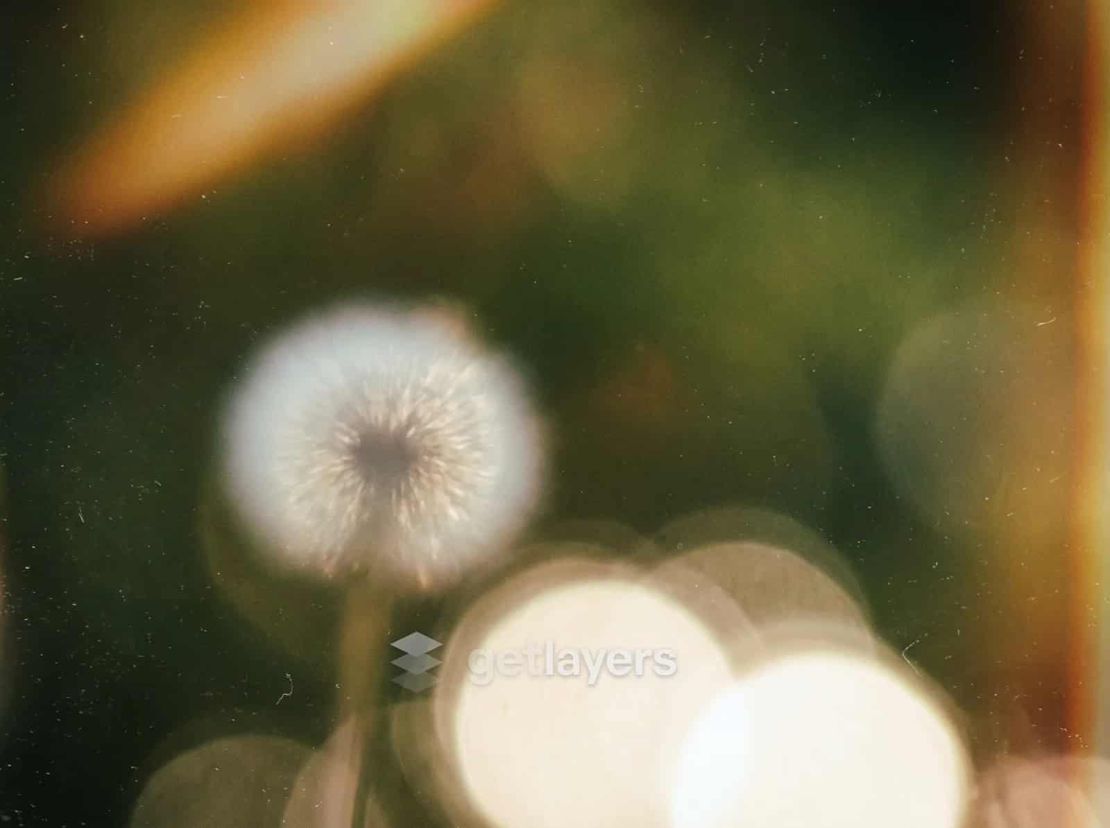 Dandelion Bokeh Glow