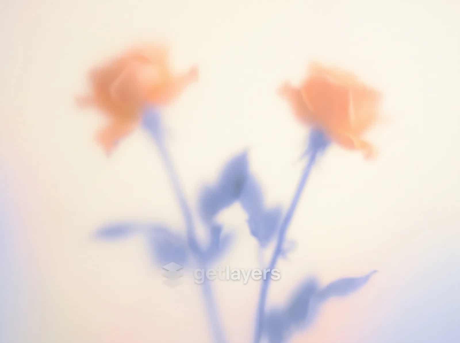 Frosted Orange Roses