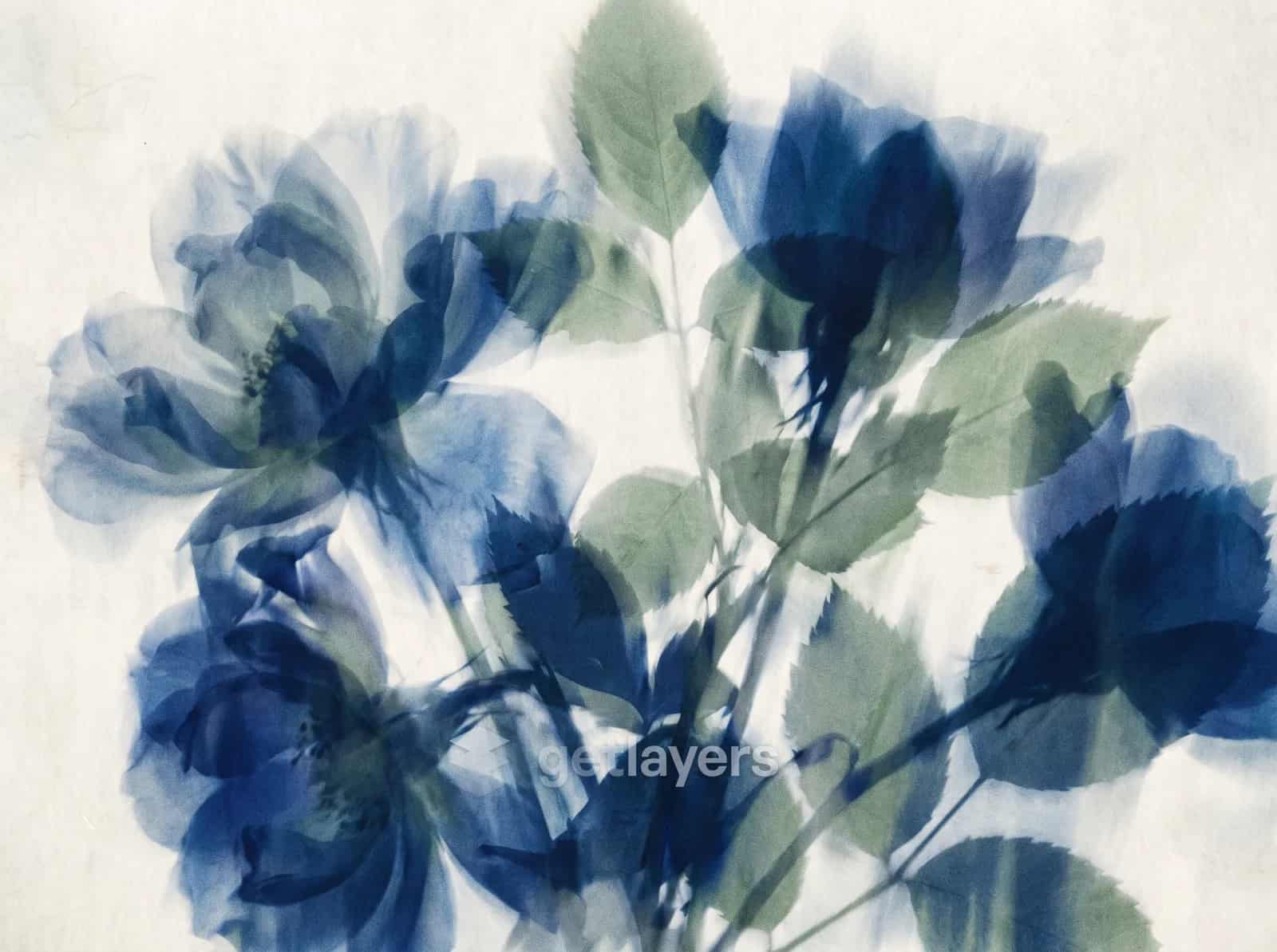 Indigo Xray Flowers