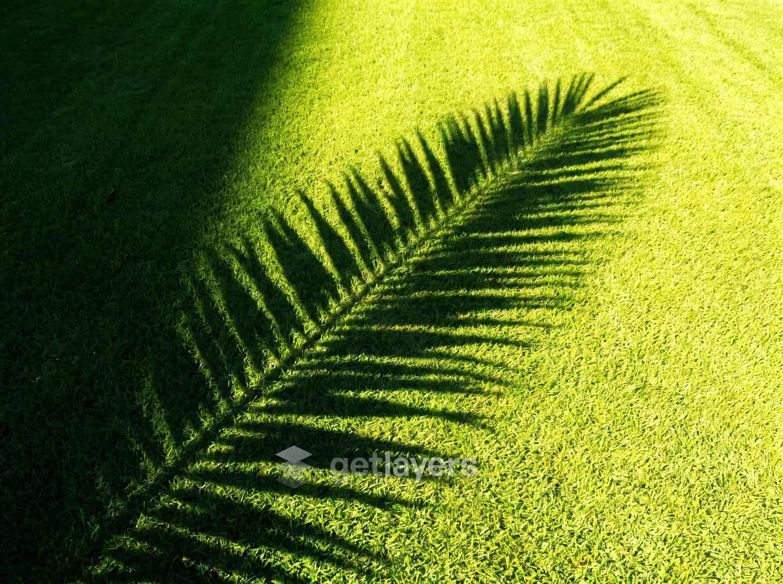 Palm Shadow Lawn