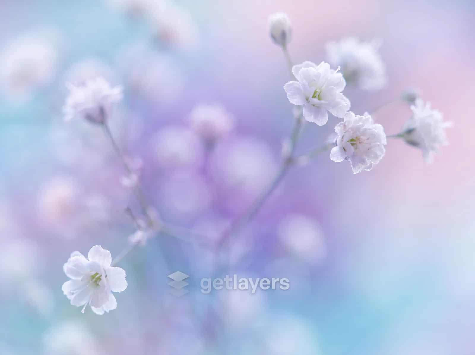 Pastel Blossom Bokeh