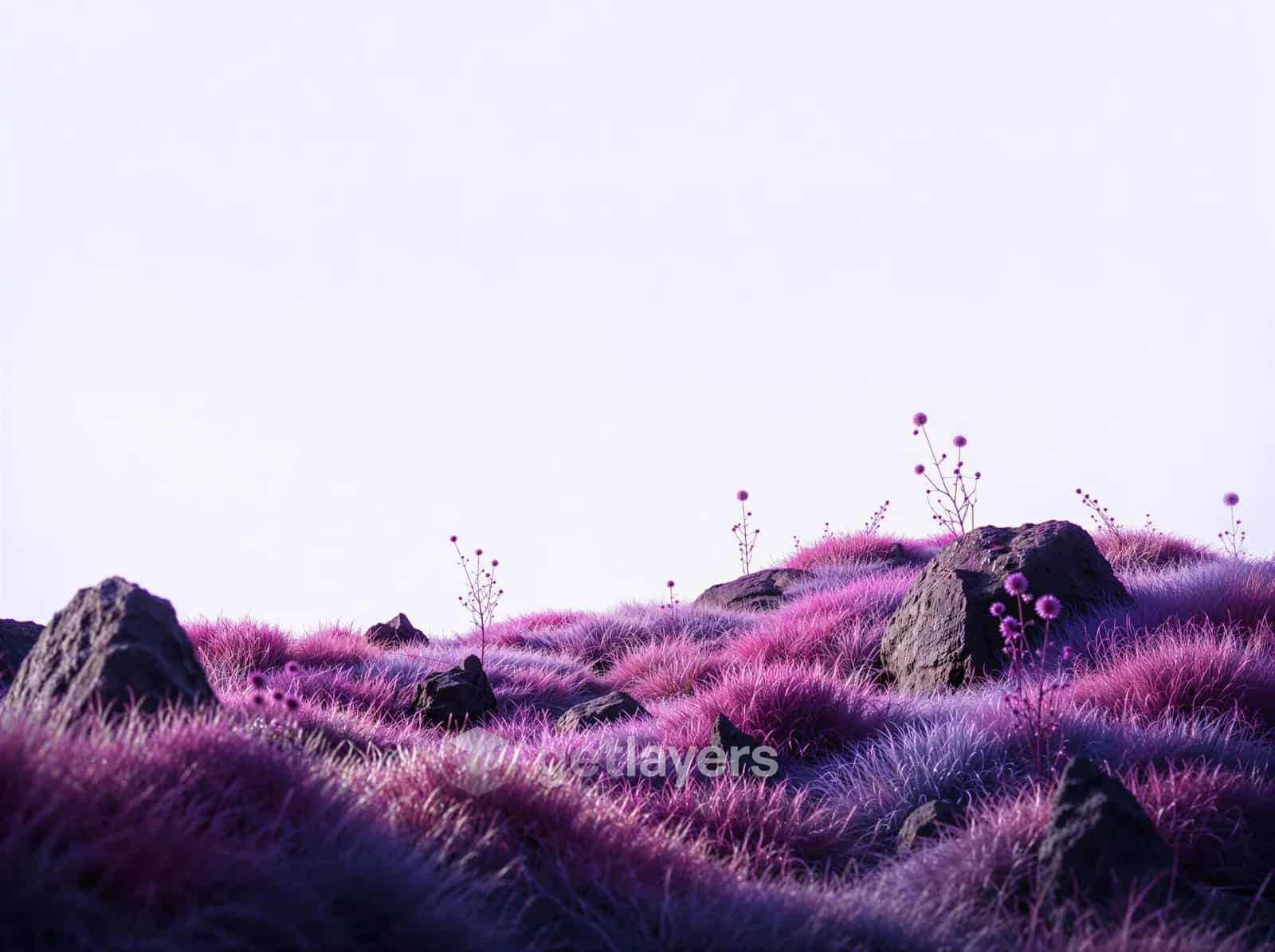 Pink Grass