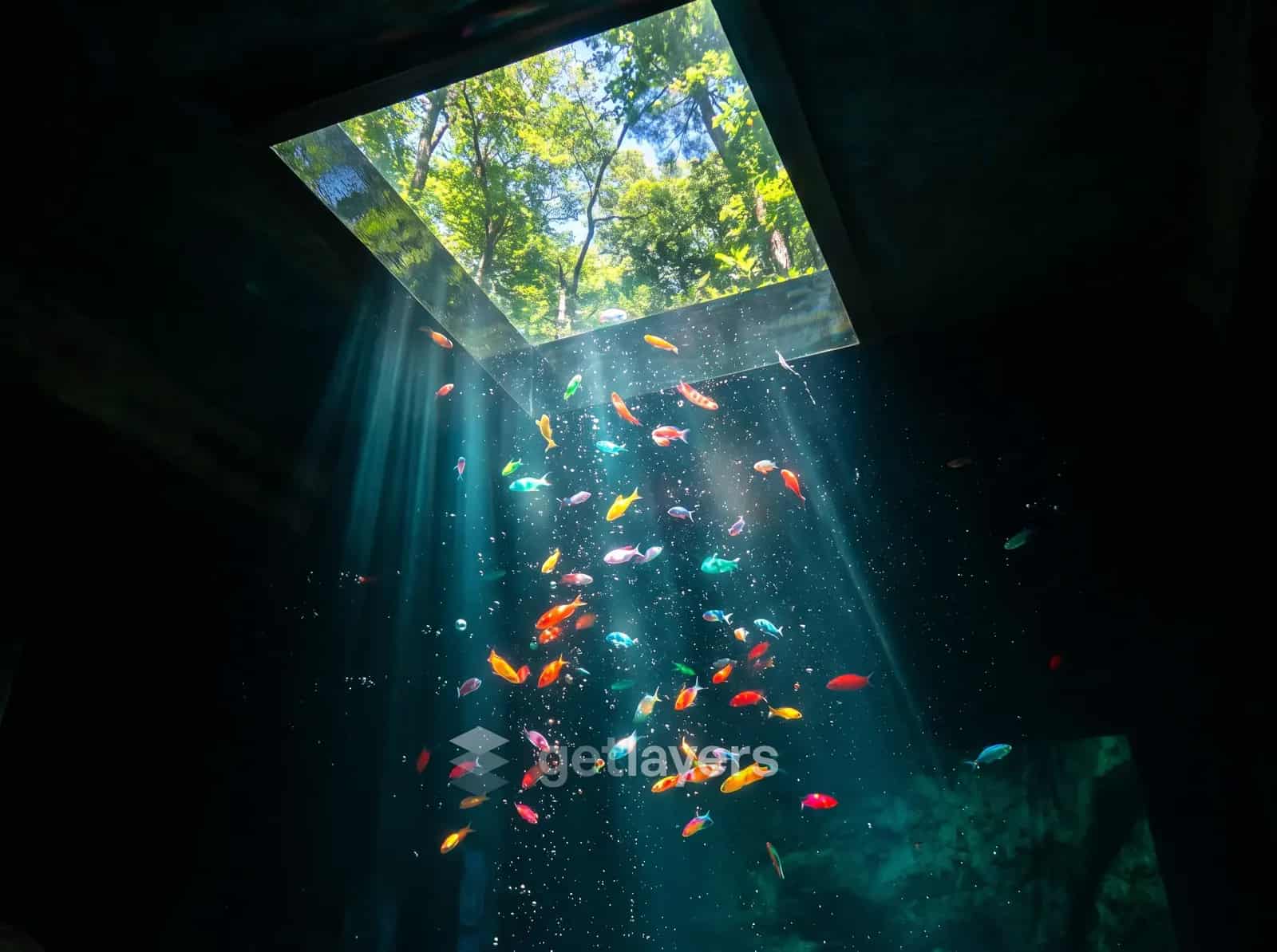 Skylight Fish Swarm