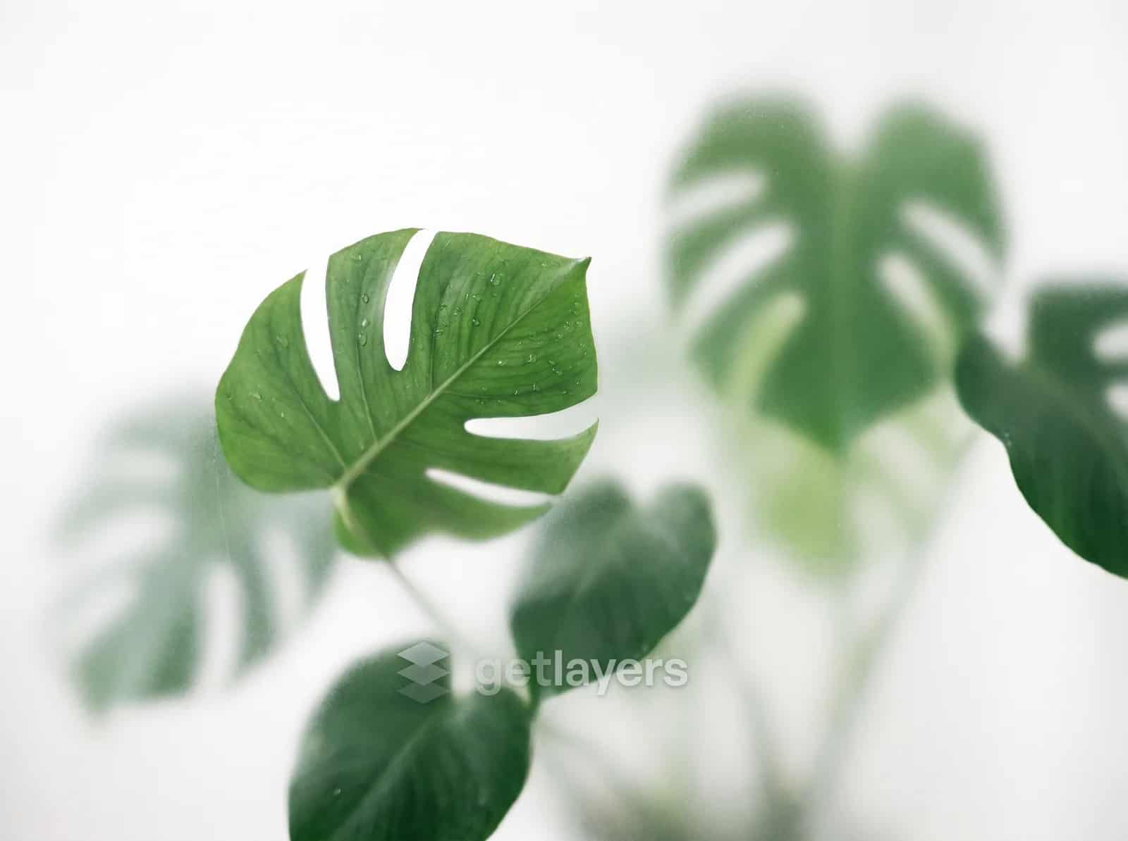 Soft Monstera Leaves