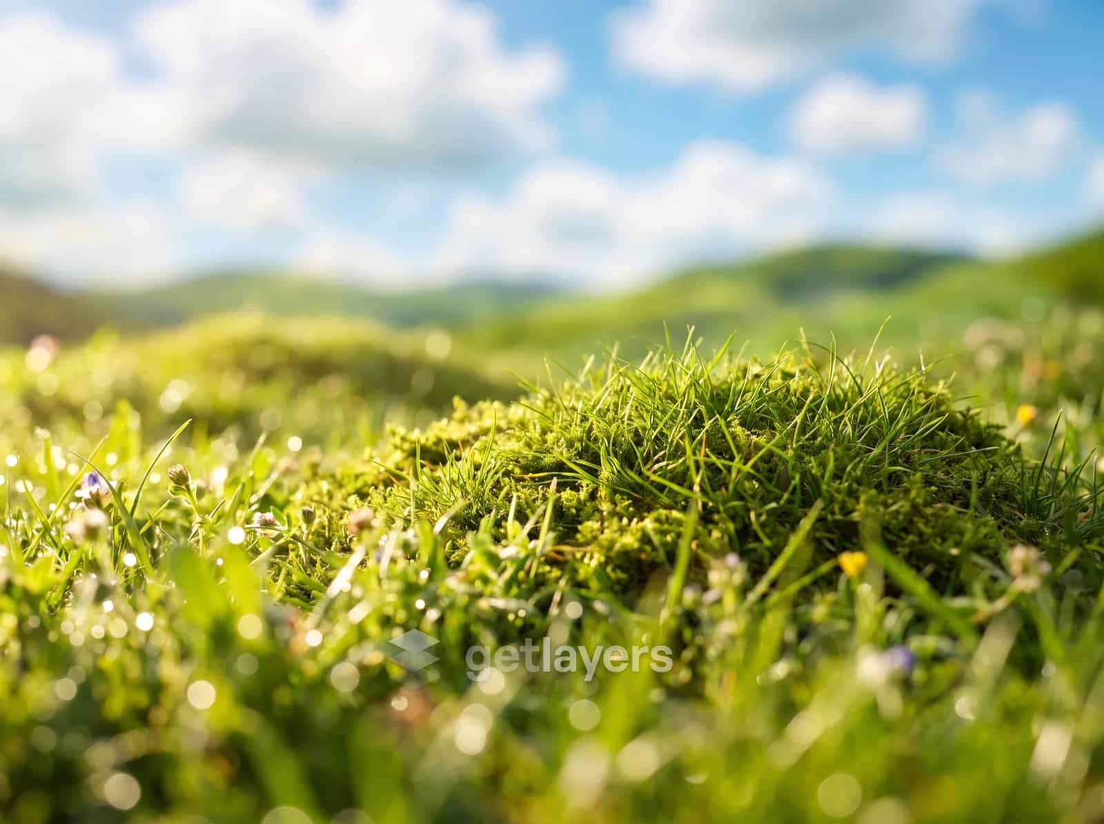 Sunny Grass Mound