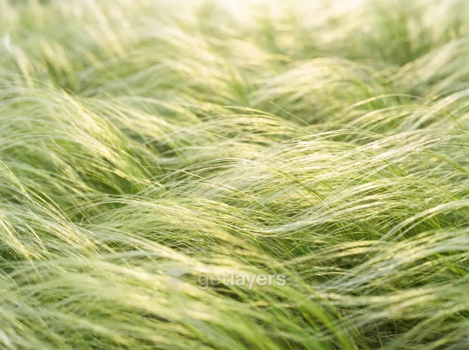 Windblown Meadow Grass