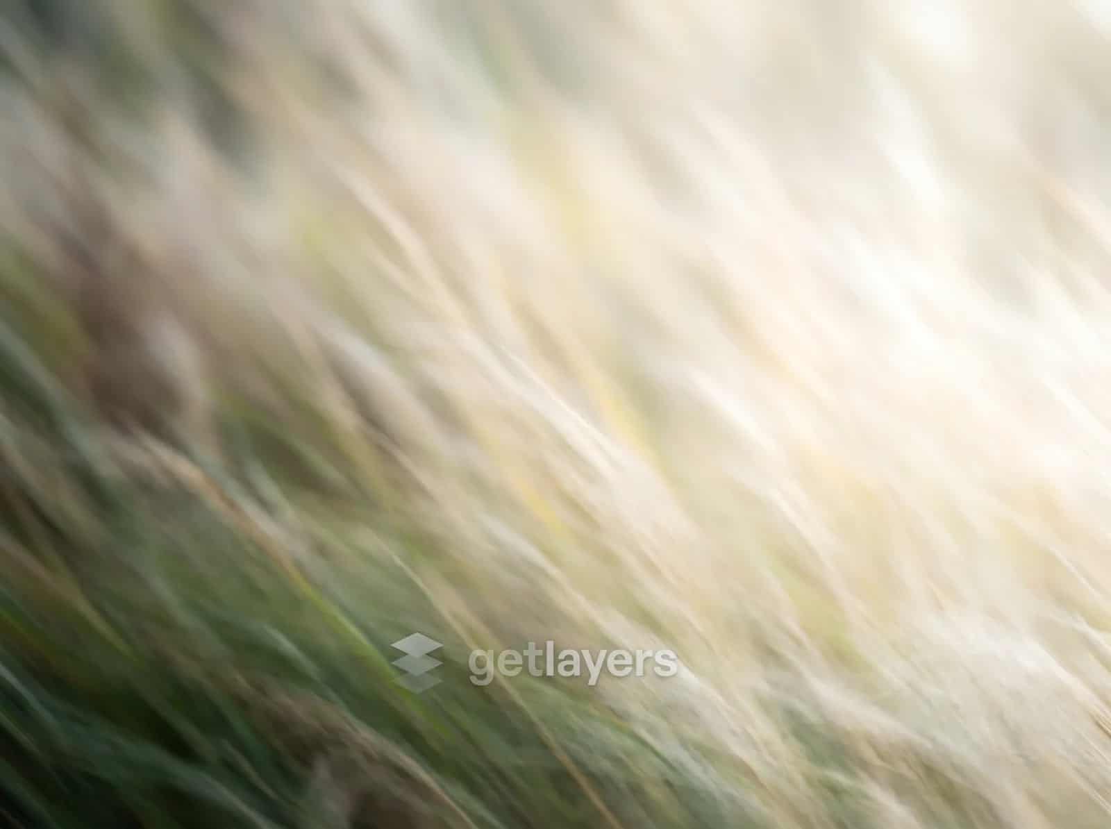 Windy White Grass
