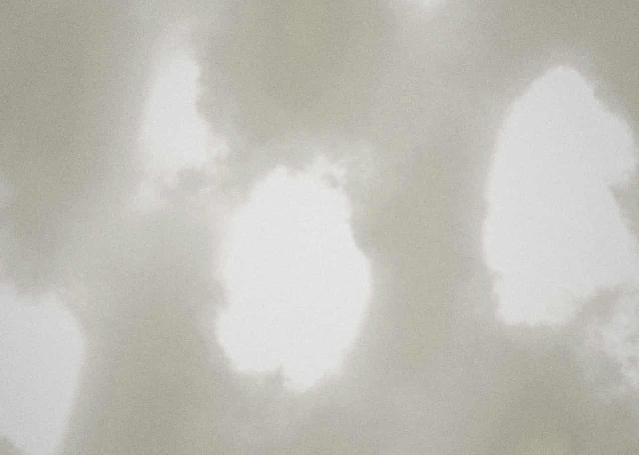 Fetch 006