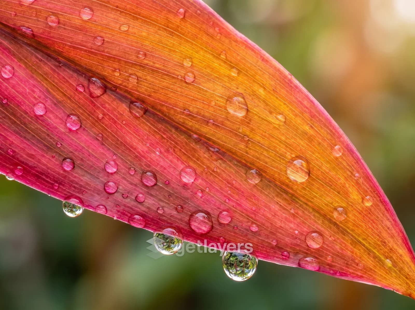 Dewy Orange Leaf